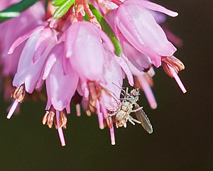 Small spider in heatehr