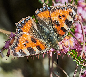 Tortoiseshell butterfly