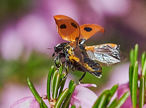 Ladybird about to take off