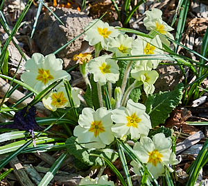 Primroses