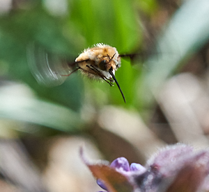 Bee on lungwort