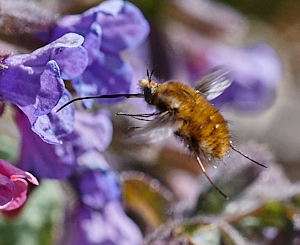 Bee on lungwort