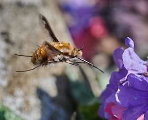 Bee on lungwort