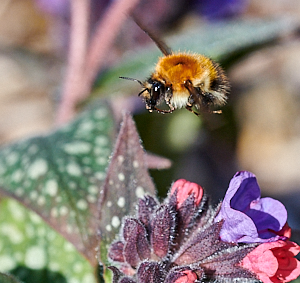 Bee on lungwort