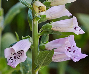 Foxglove flower