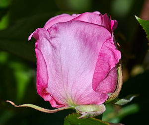 REd rose