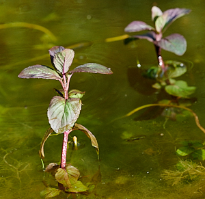 Water mint