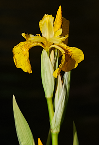 Yellow iris