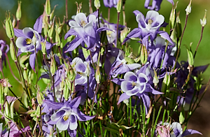 Aquilegia blooms