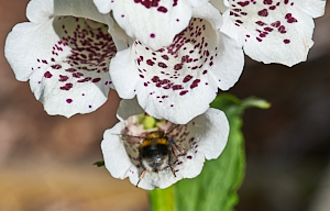 White tailed bee in poppy flower