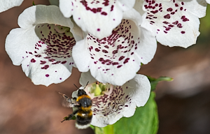 White tailed bee in poppy flower
