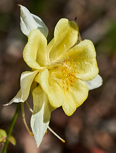 Delicate aquilegia flower head