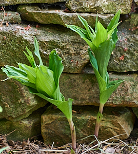 Broad leaved heliborine plant