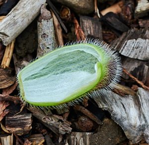 Poppy flower case on ground