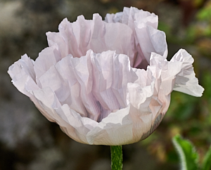 White poppy flower