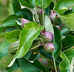 Apples starting to grow