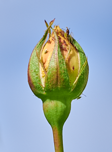 Greenfly on rose bud