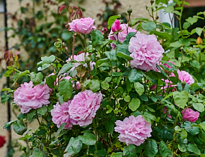 Pink rose bush