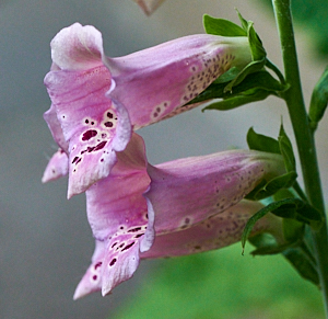 Foxglove flowers