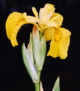 Yellow iris flower