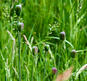 Snakeshead fritilary seed head