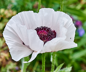 White poppy flower