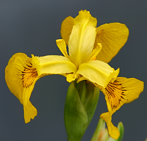 Yellow iris flower