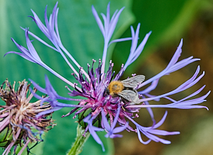 Bee on plant