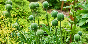 Number of poppy flower cases