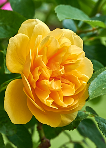 Yellow rose
