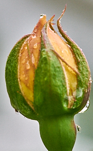 Early morning rose bud