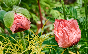 Opening reddish poppy flowers