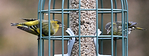 Male & Female Siskin on Feeder