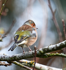 Chaffinch