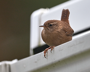 Wren