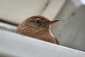 Wren