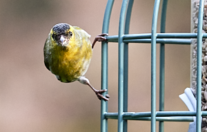 Male Siskin on Feeder
