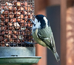 Coal tit on feeder