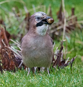 Jay swallowing hazelnut