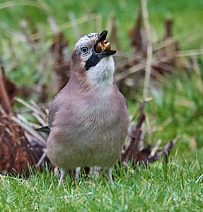Jay swallowing hazelnut