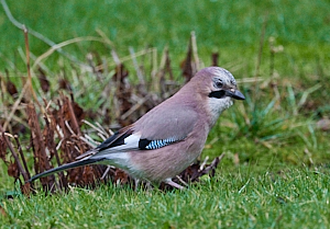 Jay in garden