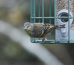 Female siskin on feeder