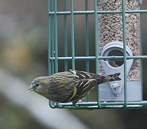Female siskin on feeder
