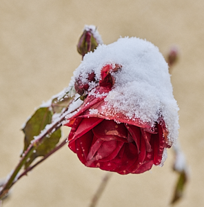 Dublin Bay rose covered in snow