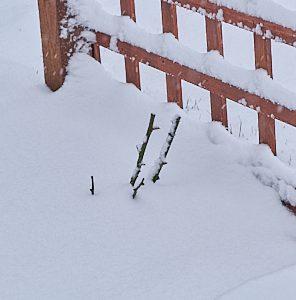 Snow covered Leaping Salmon rose bush