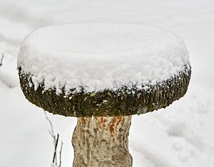 Snow covered bird bath
