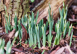 Snowdrops appearing