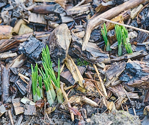 First crocus appearing
