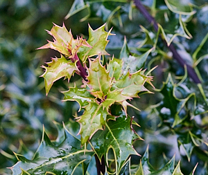 Fresh growth of holly bush