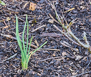 Garlic growing in rose bed